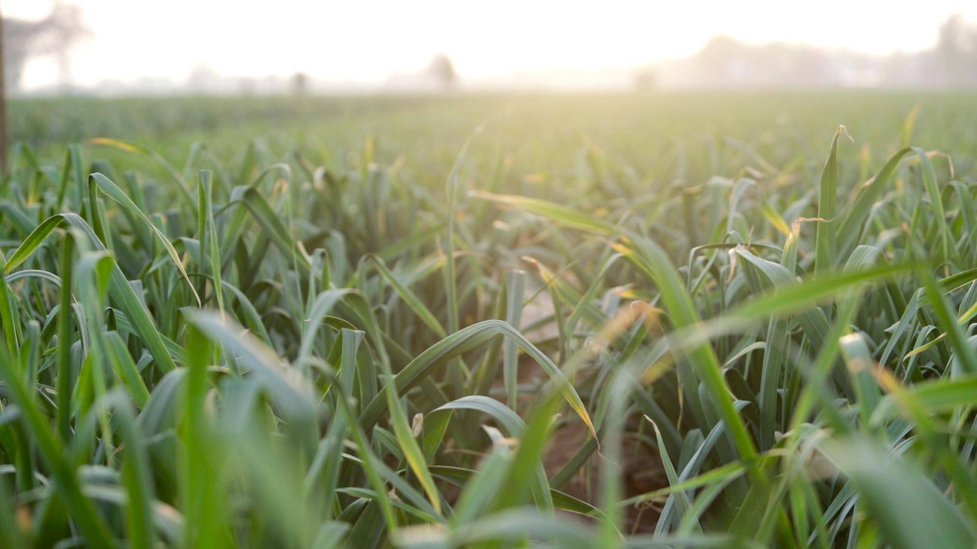 大蒜返青期追肥，为啥不用尿素？农户的说法有道理