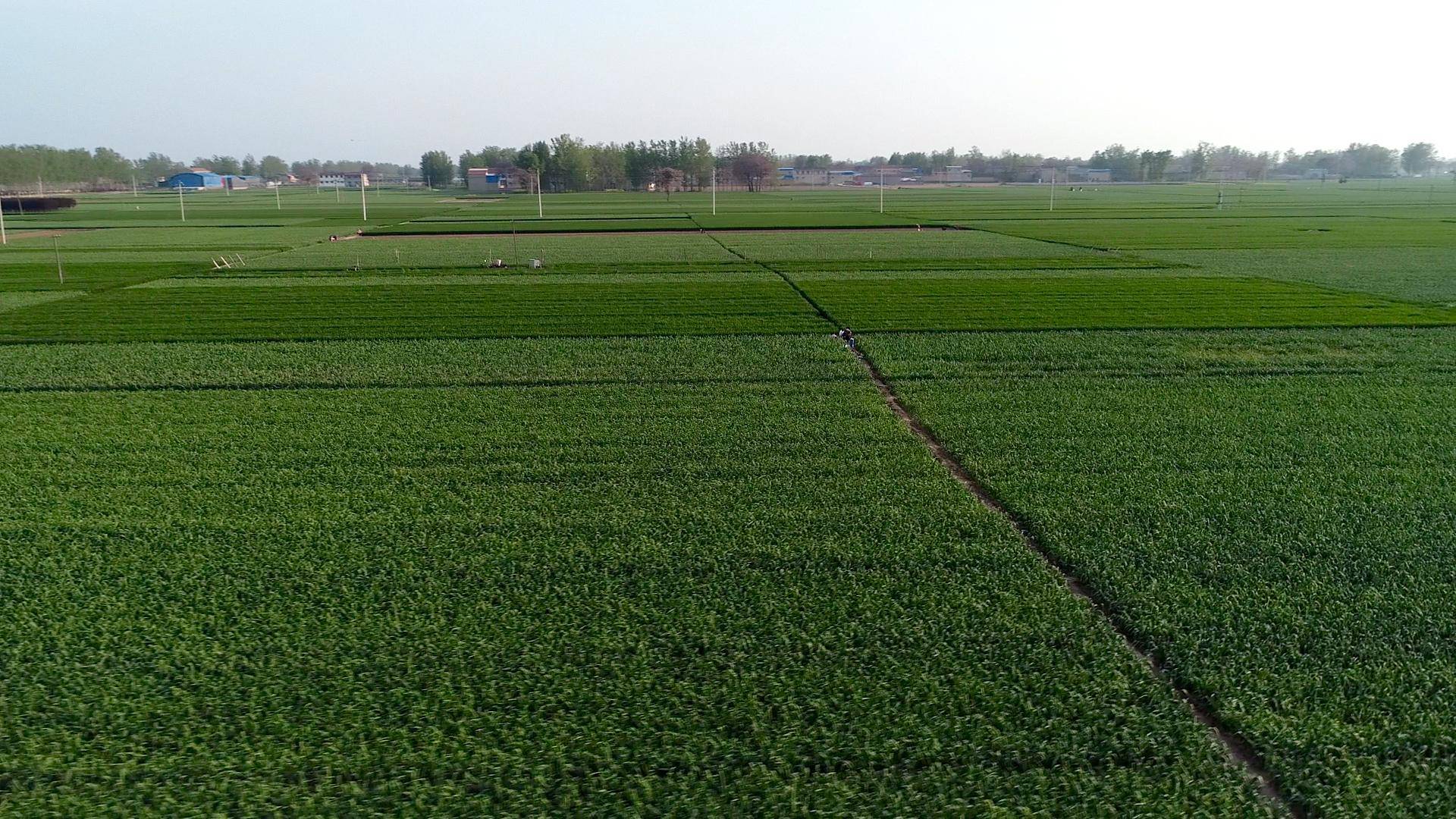 大蒜返青期追肥，为啥不用尿素？农户的说法有道理