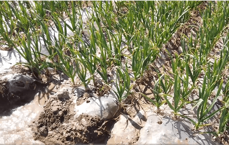 大蒜返青期追肥，为啥不用尿素？农户的说法有道理