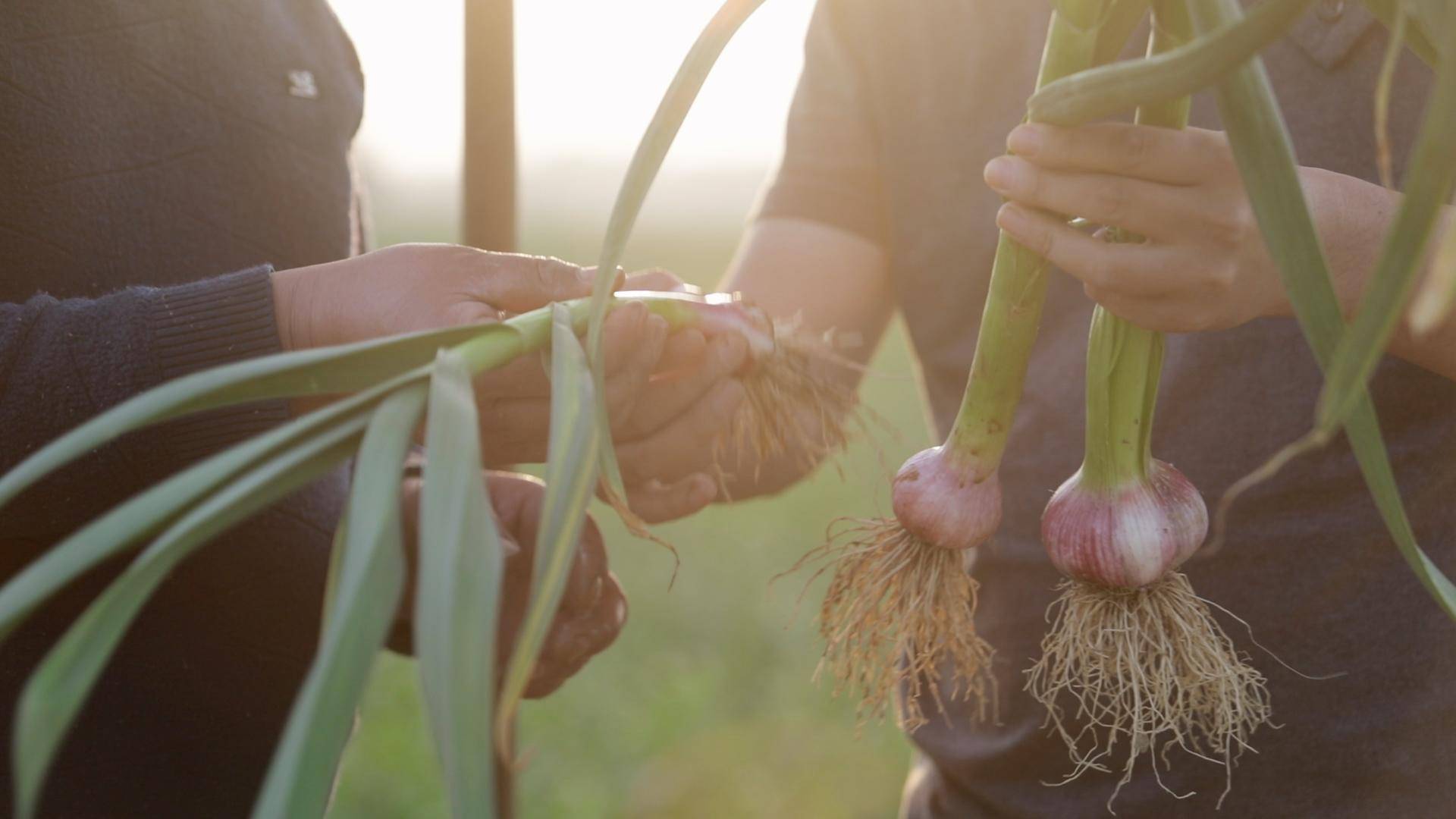 大蒜返青期追肥，为啥不用尿素？农户的说法有道理