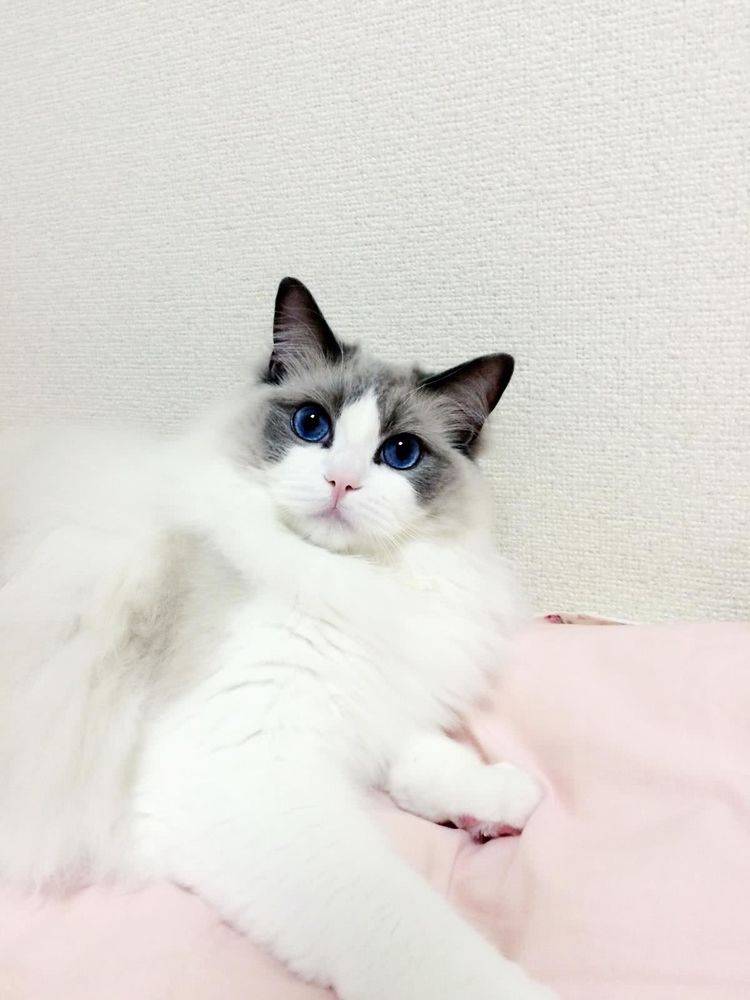 价格昂贵的喵星人，简直是行走的人民币，此种价格最离谱