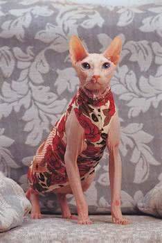 价格昂贵的喵星人，简直是行走的人民币，此种价格最离谱