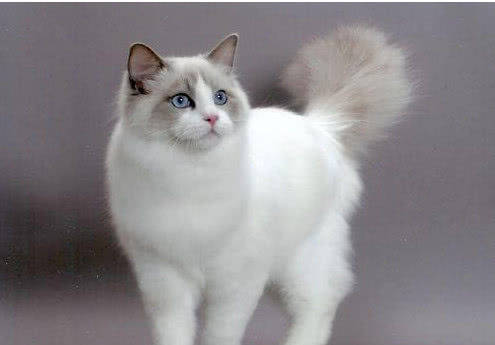 价格昂贵的喵星人，简直是行走的人民币，此种价格最离谱