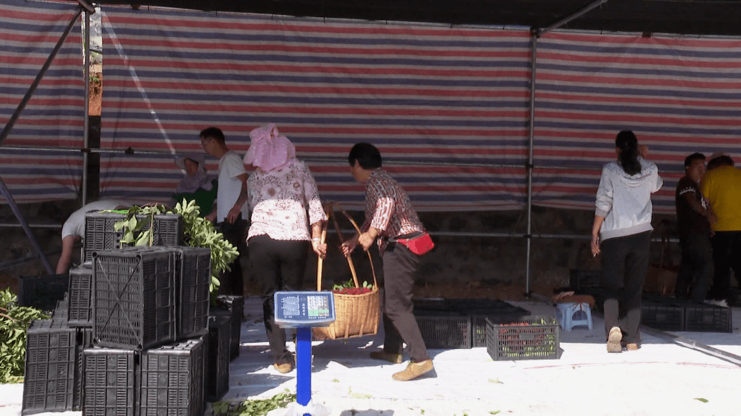 宝秀镇建起了杨梅交易市场