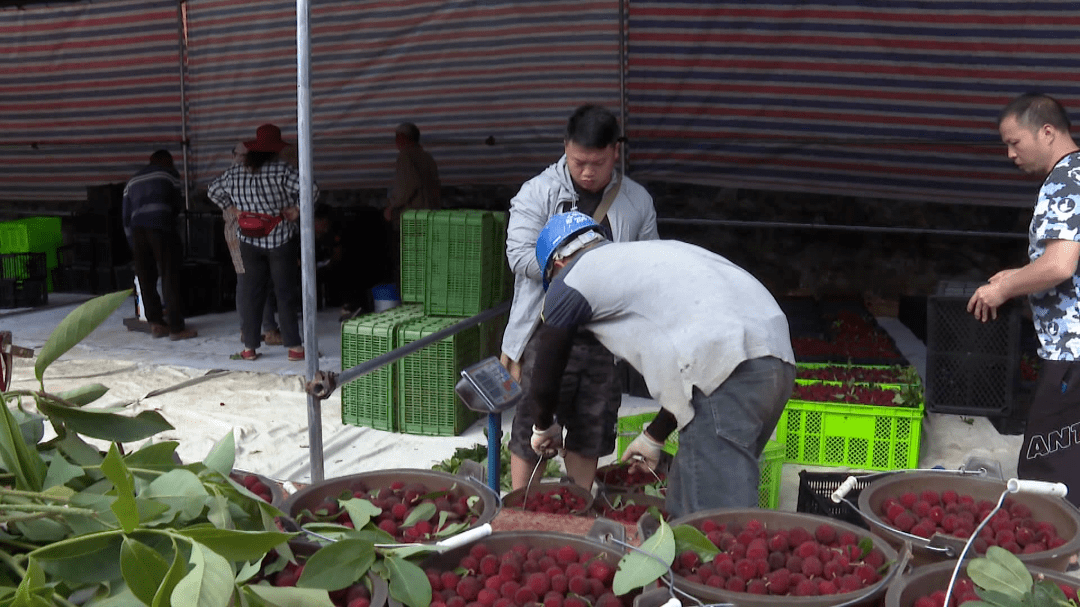 宝秀镇建起了杨梅交易市场