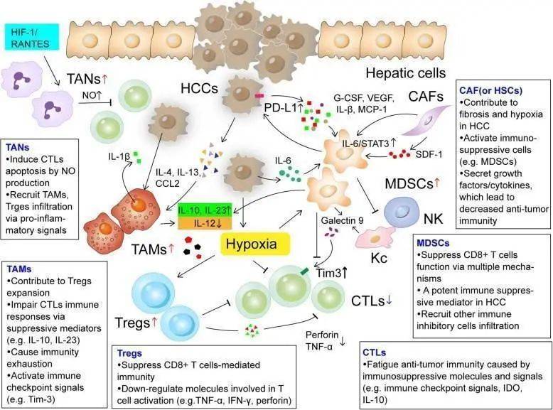 肝癌精准诊疗 biomarker 盘点，有这一篇就够了