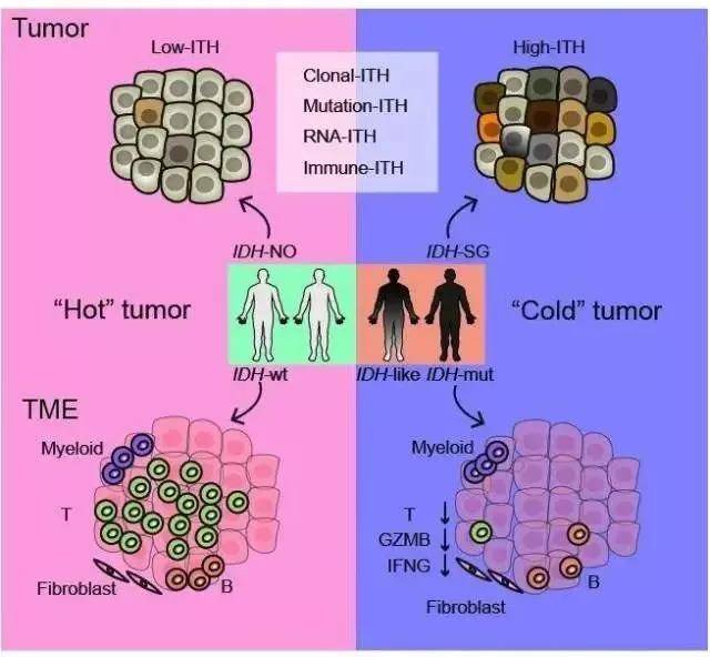 肝癌精准诊疗 biomarker 盘点，有这一篇就够了