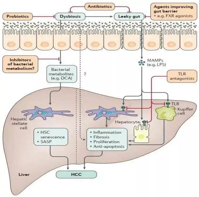 肝癌精准诊疗 biomarker 盘点，有这一篇就够了