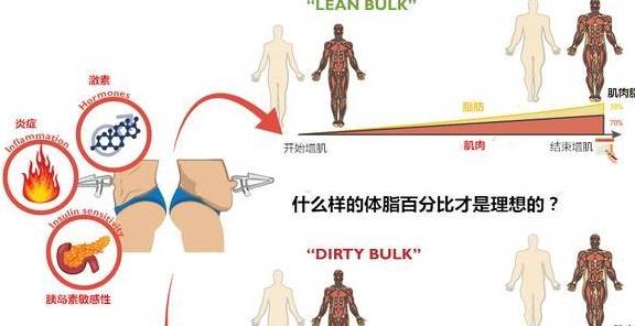 增肌期的最理想体脂百分比