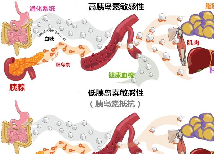 增肌期的最理想体脂百分比
