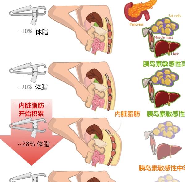 增肌期的最理想体脂百分比