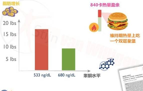 增肌期的最理想体脂百分比