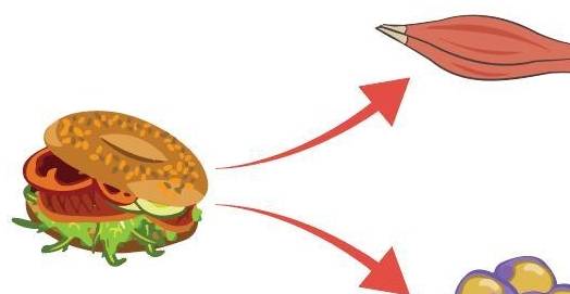 增肌期的最理想体脂百分比