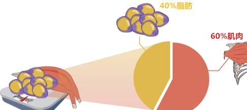 增肌期的最理想体脂百分比