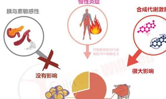 增肌期的最理想体脂百分比