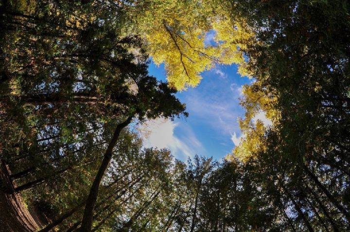 上证50ETF期权交易规则在哪,有哪些?