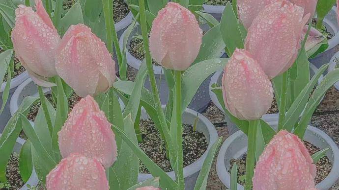 个股期权交易规则是什么?