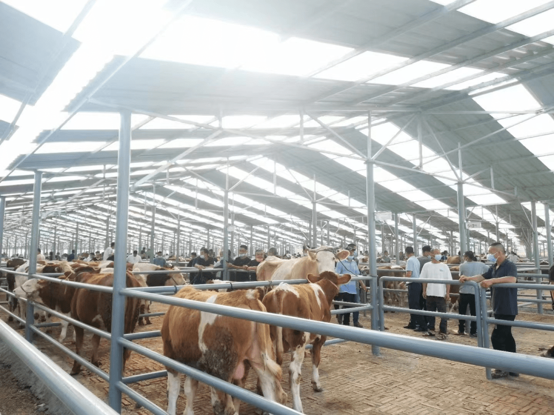 桦甸永盛牲畜交易市场今日正式运营