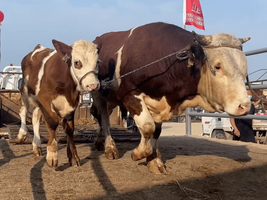 桦甸永盛牲畜交易市场今日正式运营