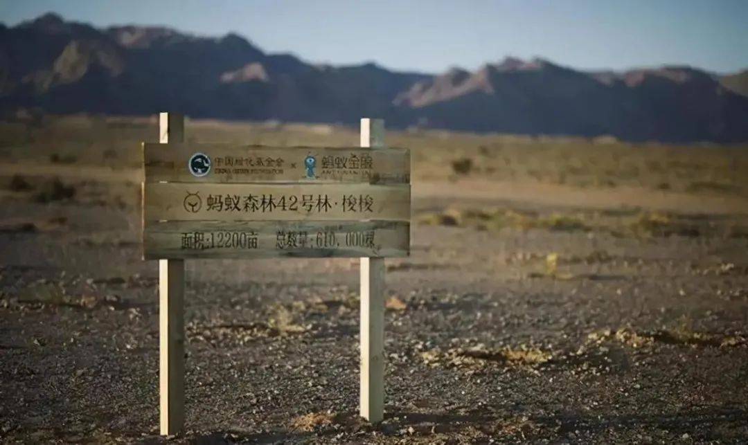 个人如何参与碳交易与碳排放交易市场前景