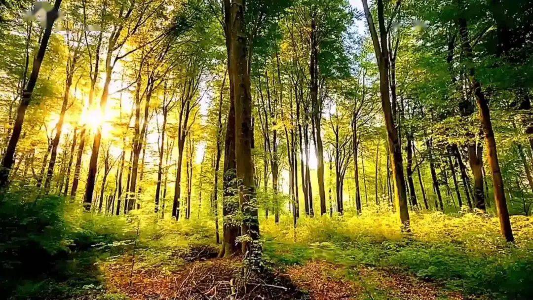 中国碳交易市场与林业碳汇前景解析