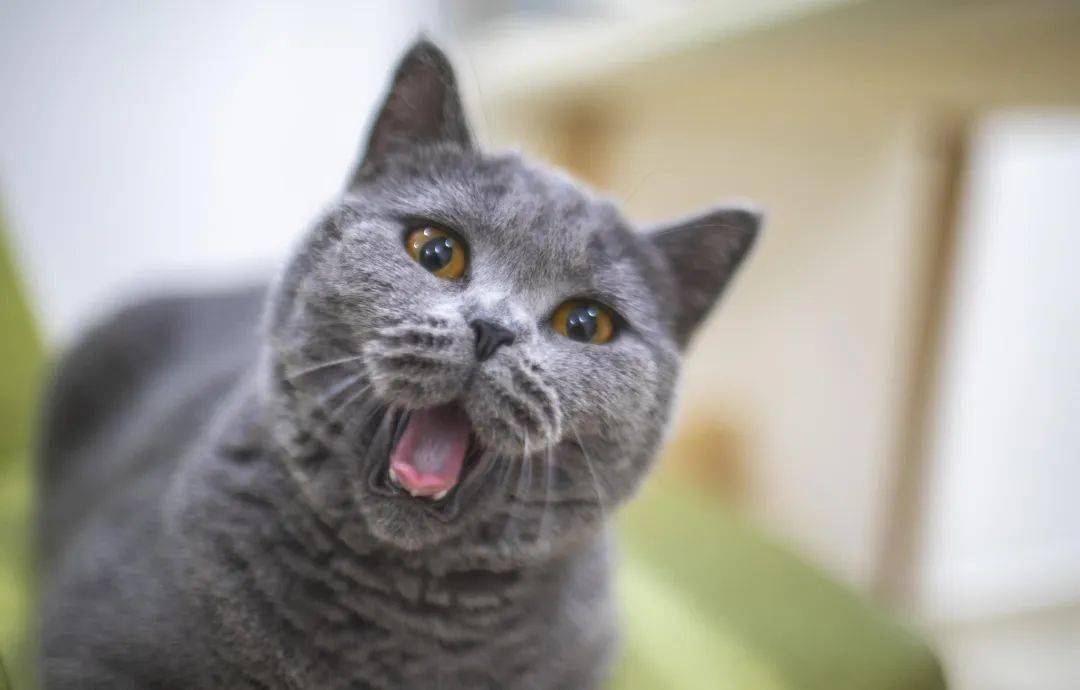 cat是猫，fat cat就是大肥猫？这样直译你就大错特错了！