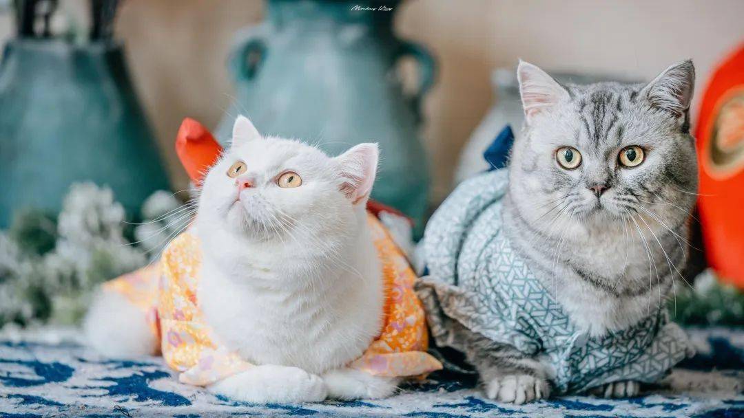 cat是猫，fat cat就是大肥猫？这样直译你就大错特错了！