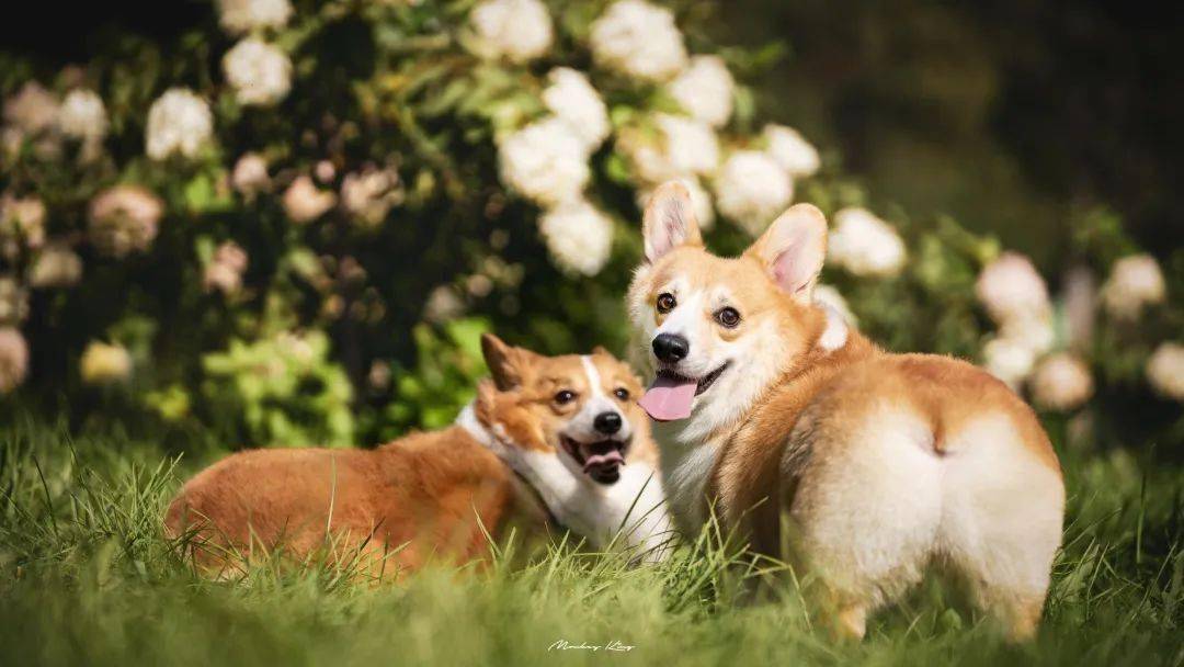 cat是猫，fat cat就是大肥猫？这样直译你就大错特错了！