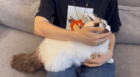 陪伴宠物米塔猫metaCat超萌上线,硬科技也可以柔软治愈