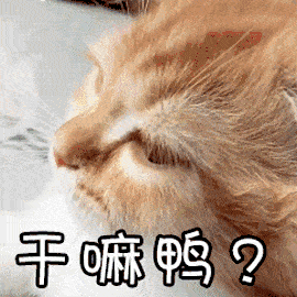 I love cat不是我喜欢猫！歪果仁会吓坏的！(音频版）