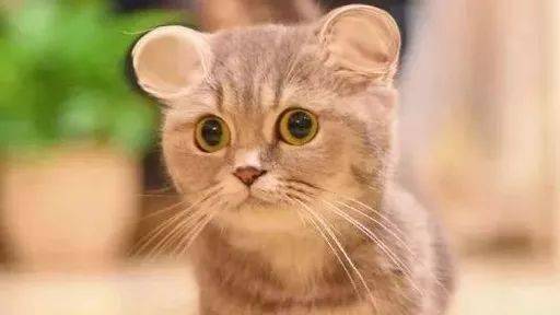 "I love cat"不是"我喜欢猫"!歪果仁会吓坏的!(音频版)