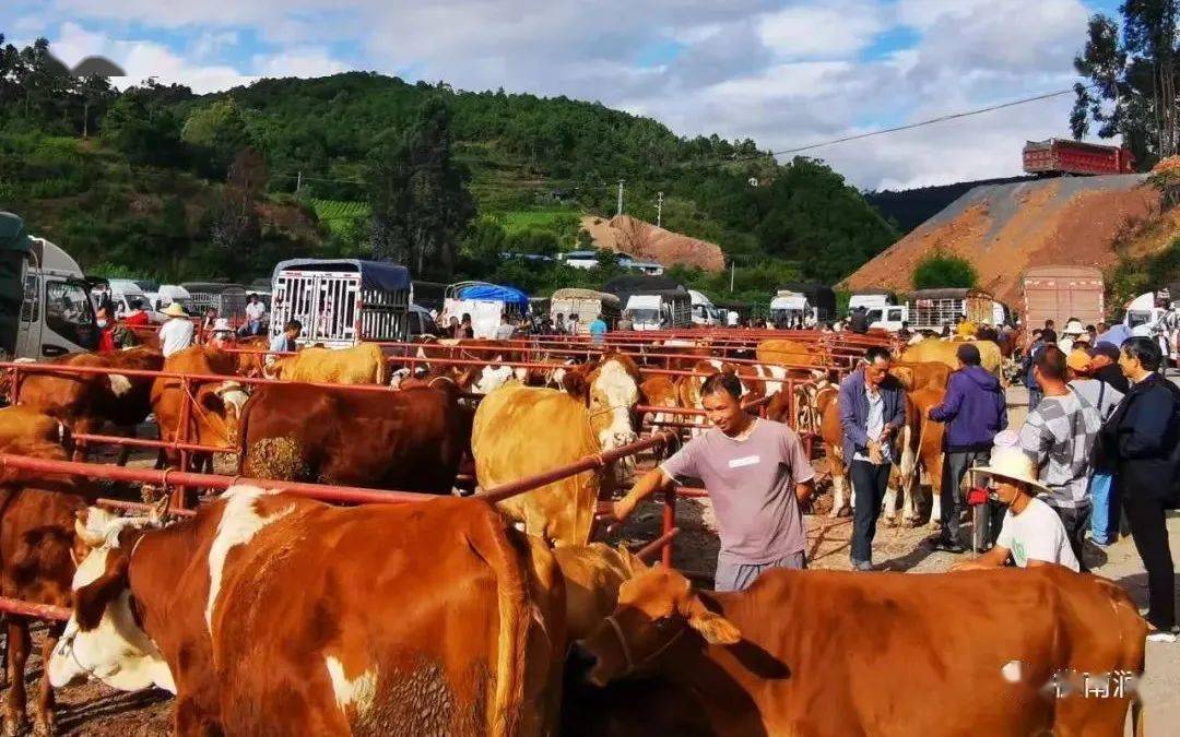 宝华镇畜禽交易市场建成投入使用