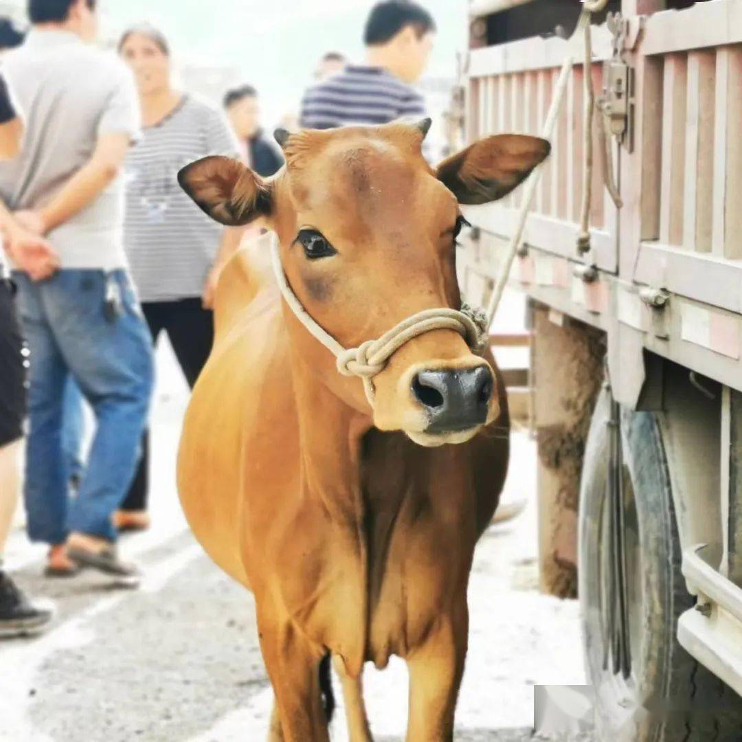 宝华镇畜禽交易市场建成投入使用