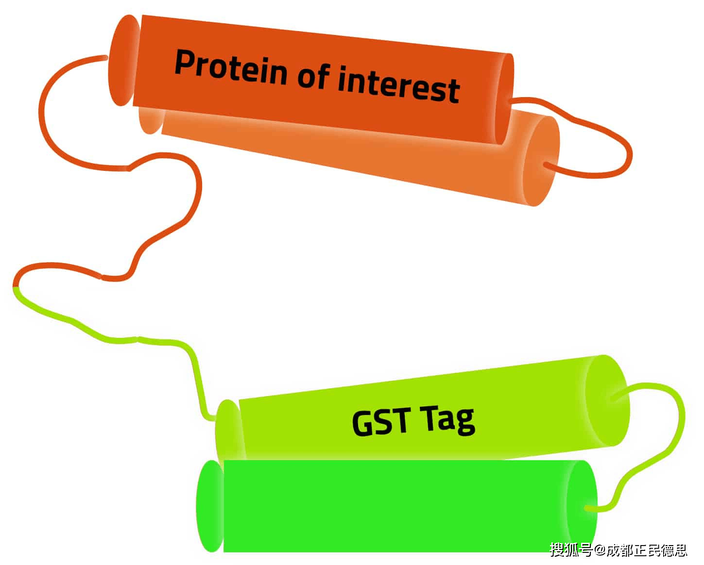 如何利用GST标签蛋白纯化蛋白（上）