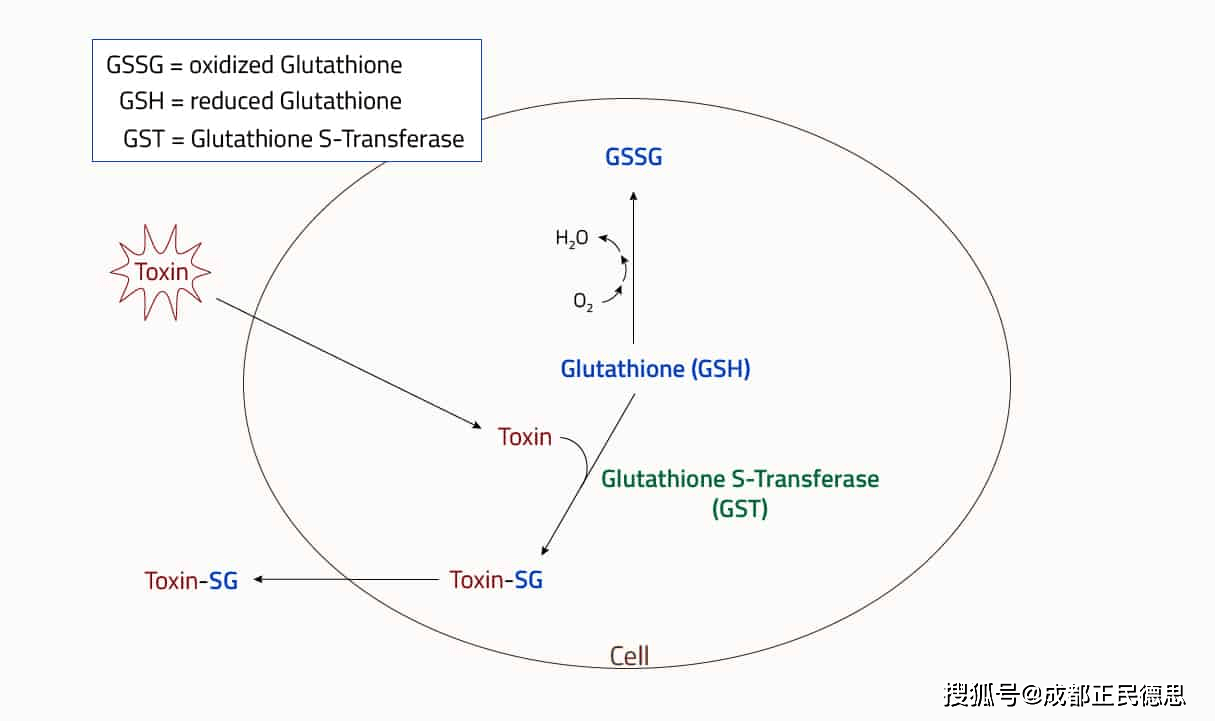 如何利用GST标签蛋白纯化蛋白（上）