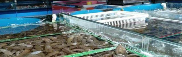 实拍海鲜市场,冷冷清清,但是螃蟹大虾价格仍“傲娇”