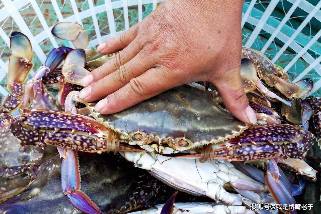 一样是螃蟹,“30和80”元一斤的,有啥区别?知道以后别再乱买了