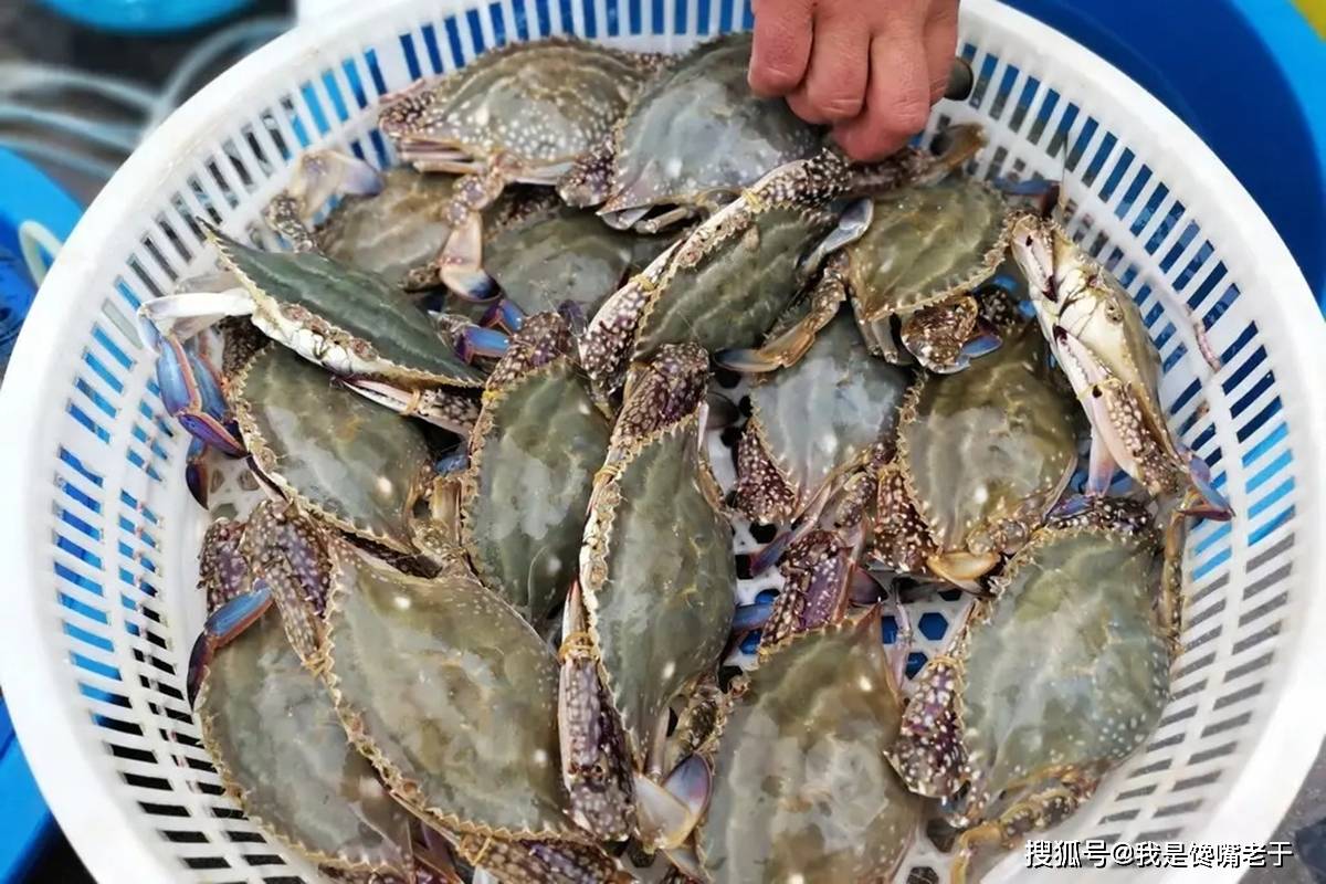 一样是螃蟹,“30和80”元一斤的,有啥区别?知道以后别再乱买了