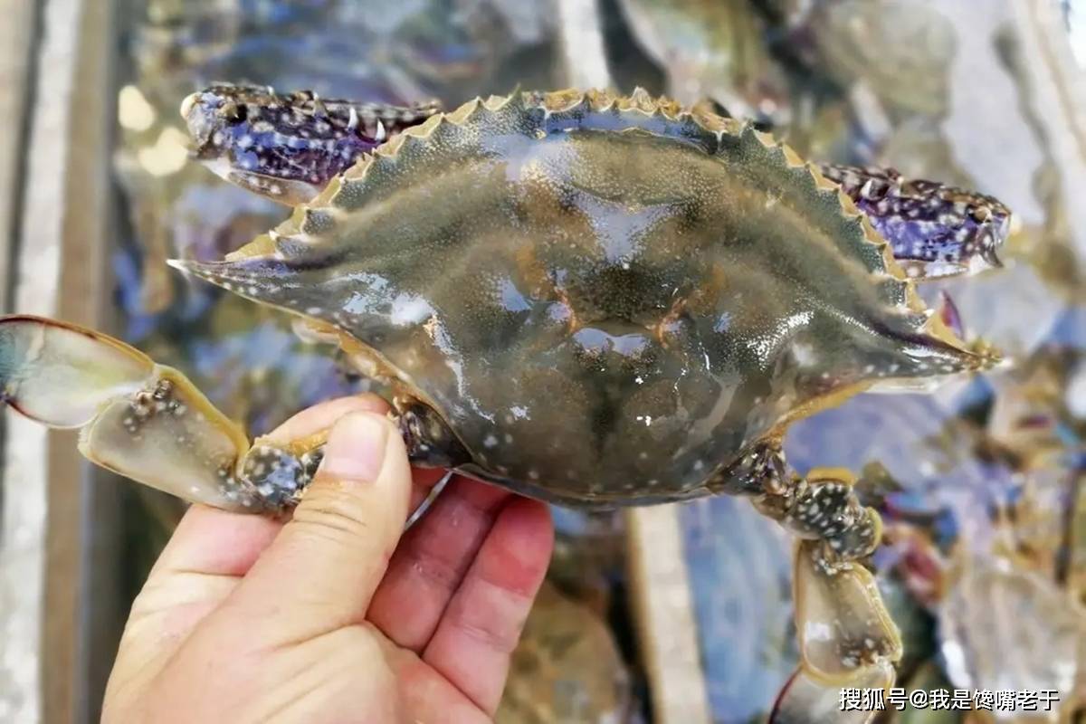 一样是螃蟹,“30和80”元一斤的,有啥区别?知道以后别再乱买了