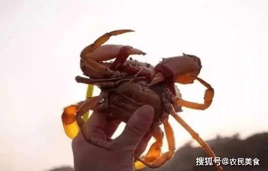 螃蟹中的“爱马仕”,渔民刚上岸就被围堵,2000元一只都抢着买!
