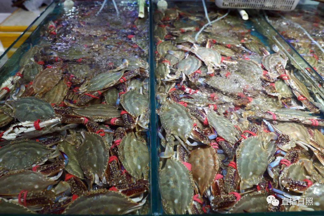 放开吃!一大波螃蟹在日照上市!什么价?