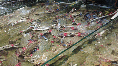 放开吃!一大波螃蟹在日照上市!什么价?