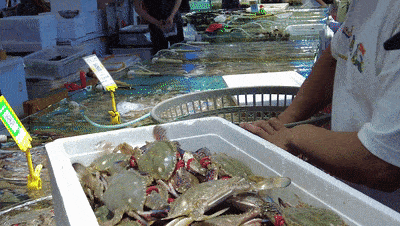 放开吃!一大波螃蟹在日照上市!什么价?