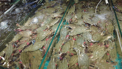 放开吃!一大波螃蟹在日照上市!什么价?