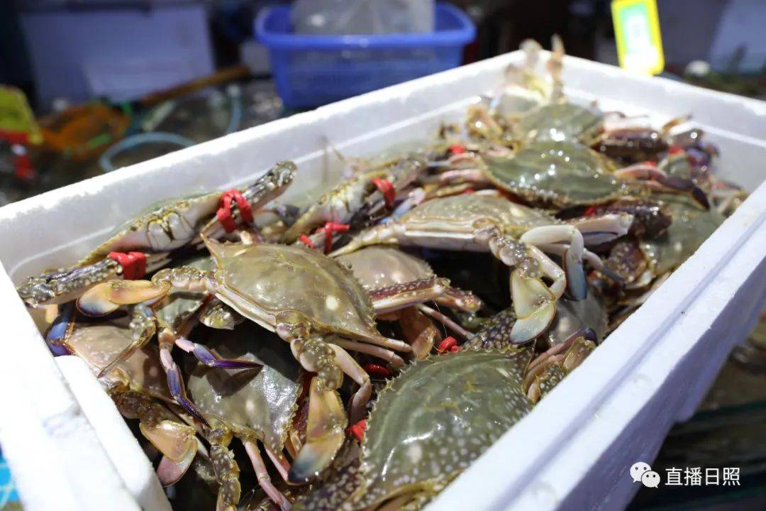 放开吃!一大波螃蟹在日照上市!什么价?