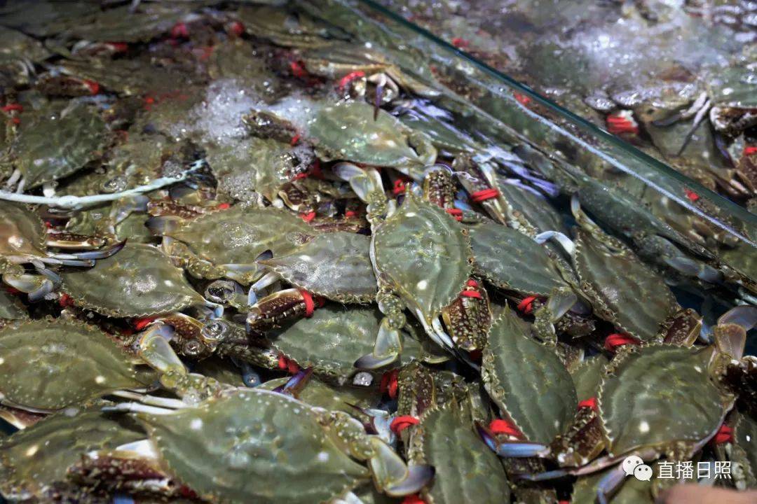 放开吃!一大波螃蟹在日照上市!什么价?