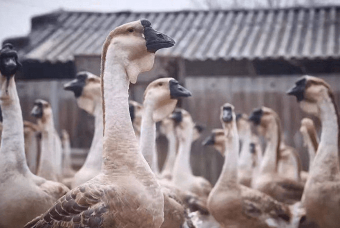 澄海的玩具帝国：半城诗意，半城生意