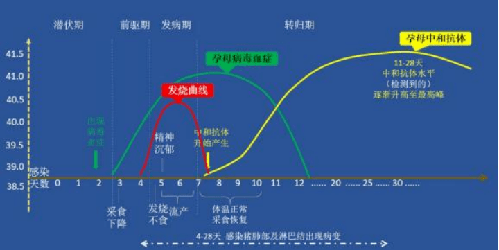 蓝耳病基础知识（1）