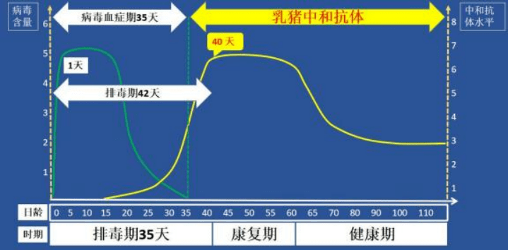 蓝耳病基础知识（1）