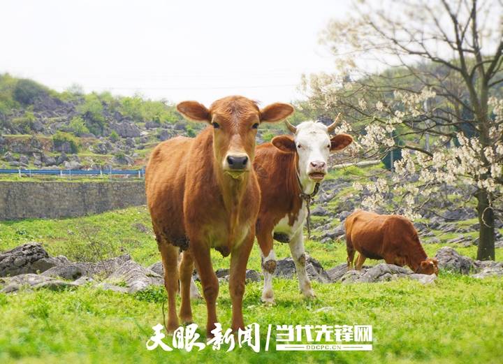 思南农商银行：金融活水“滴灌”县域经济